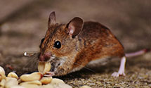 24 Hour & Emergency Exterminators in Canon City, CO